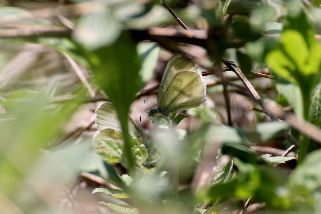 Leptidea sinapis, tutte? S